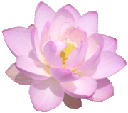 Mopliko et les Lotus du jardin de Nelumbo - Page 9 2601229346